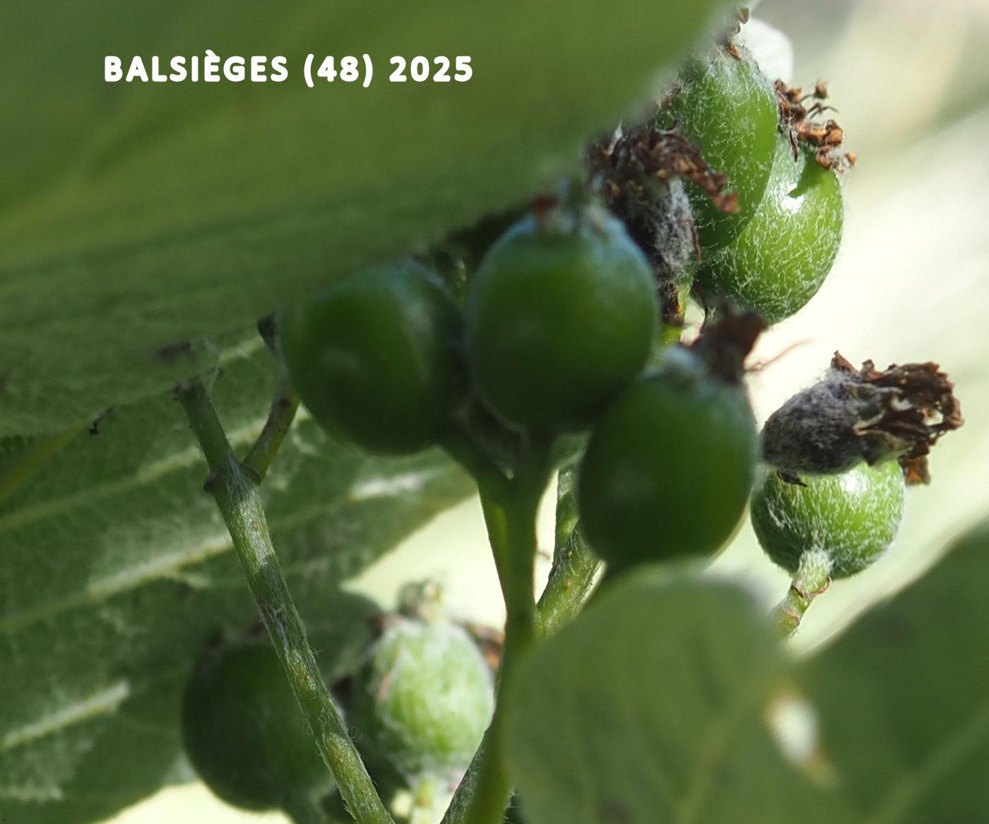? fruit